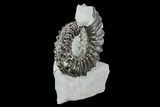 Ammonite (Pleuroceras) Fossil in Rock - Germany #125422-1